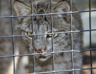 Image showing Lynx In Cage