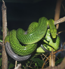 Image showing Red Tailed Green Ratsnake