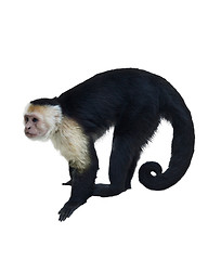 Image showing White Throated Capuchin Monkey