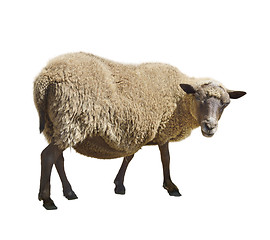 Image showing Sheep On White Background