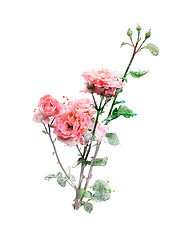 Image showing Watercolor Image Of Roses