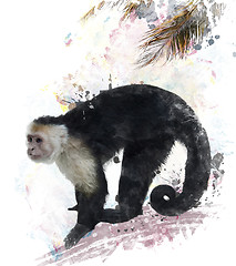 Image showing White Throated Capuchin Monkey