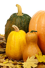 Image showing Ripe pumpkins