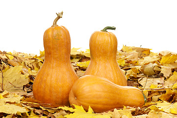 Image showing Ripe pumpkins