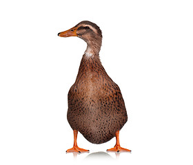 Image showing Domestic duck