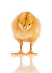 Image showing Little chicken