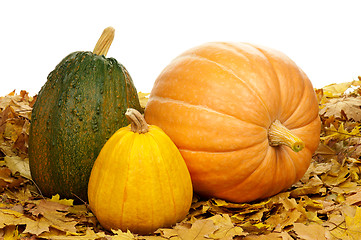 Image showing Ripe pumpkins