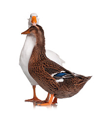 Image showing Duck and goose