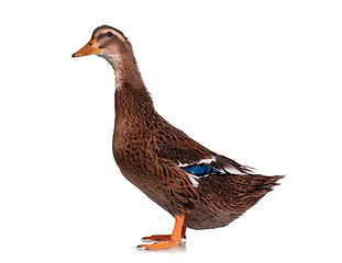 Image showing Domestic duck