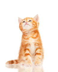 Image showing Red kitten