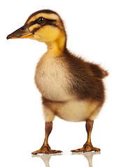 Image showing Domestic duckling