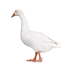 Image showing Domestic goose