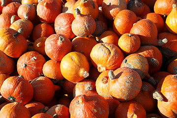 Image showing Pumpkins