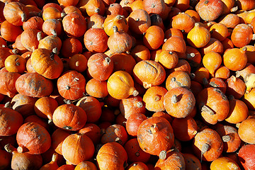 Image showing Pumpkins