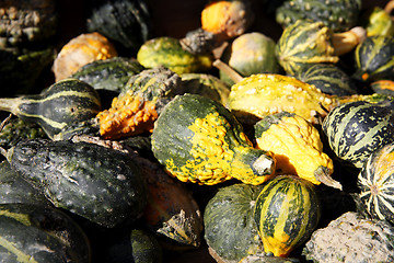 Image showing Pumpkins