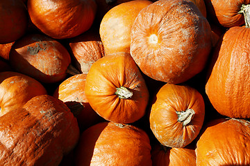 Image showing Pumpkins