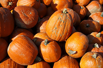 Image showing Pumpkins