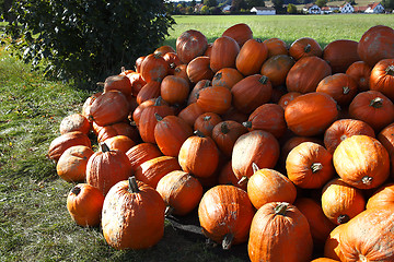 Image showing Pumpkins