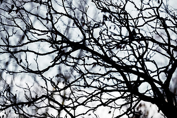 Image showing Abstract hoto of some winter branches