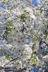 Image showing a lot of flowers of blossoming cherry