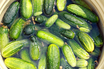 Image showing Cucumbers prepared for preservation