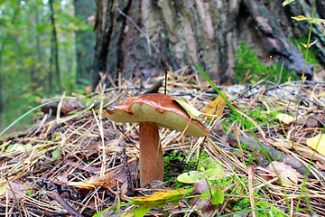 Image showing nice mushroom of Suillus under the tree