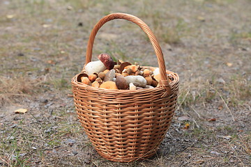 Image showing edible mushrooms