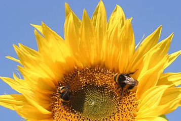 Image showing sunflower