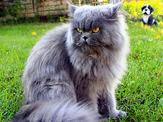 Image showing nice Persian cat