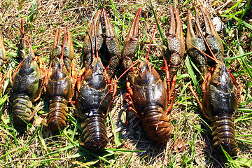 Image showing river cancers on the grass