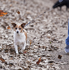 Image showing Walking the Dog