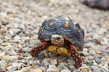 Image showing Tortoise Outside