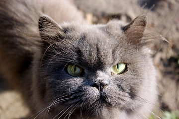 Image showing muzzle of nice Persian cat