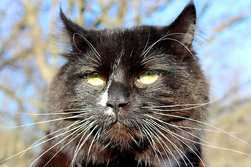 Image showing evil muzzle of black cat