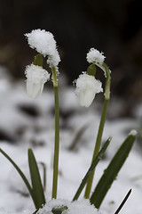 Image showing snowdrops in snow