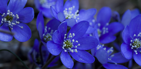 Image showing blue anemones