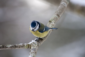 Image showing blue tit