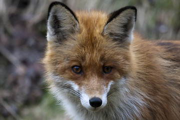 Image showing fox head