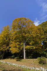 Image showing Tree Autumn, Fall 