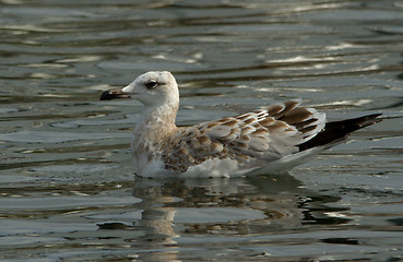 Image showing Pallas's gull