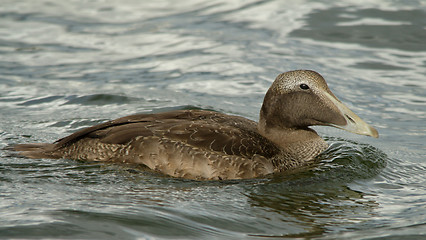 Image showing Eider