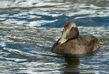 Image showing Eider