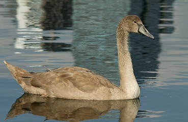 Image showing Muted Swan