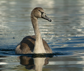 Image showing Muted Swan