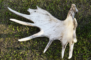 Image showing discarded moose antlers on the grass