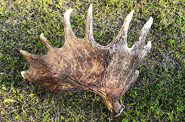 Image showing discarded moose antlers on the grass