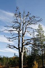 Image showing Dead pine