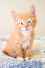 Image showing Cute orange kitten sitting on a blue and yellow quilt