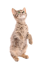 Image showing Brown tabby kitten standing on two feet 