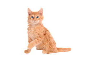 Image showing Orange kitten with shocked expression